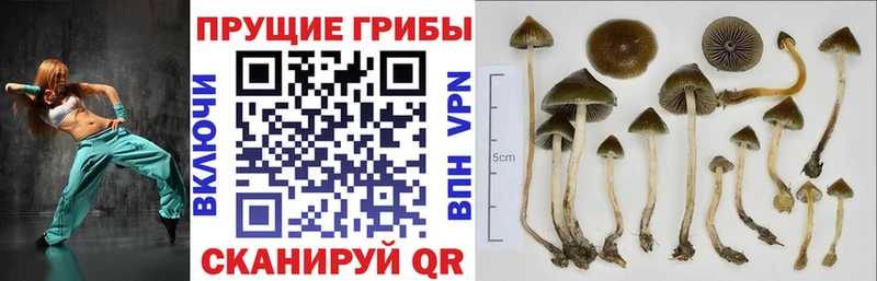 Галлюциногенные грибы мицелий mega как войти Вяземский